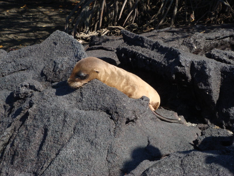 Sea Lion