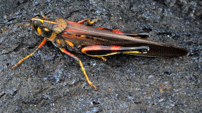 Painted Locust, Schistocerca melanocera