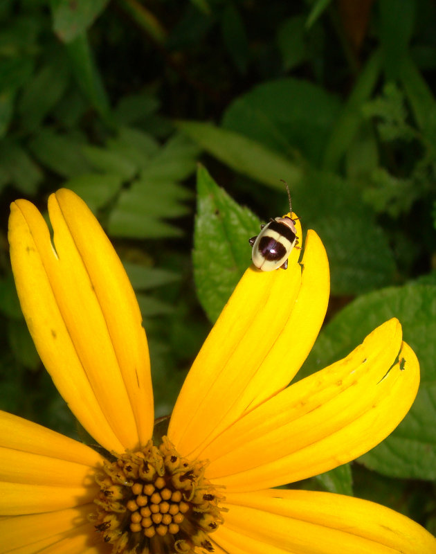 Daisy, Composite, and Beetle