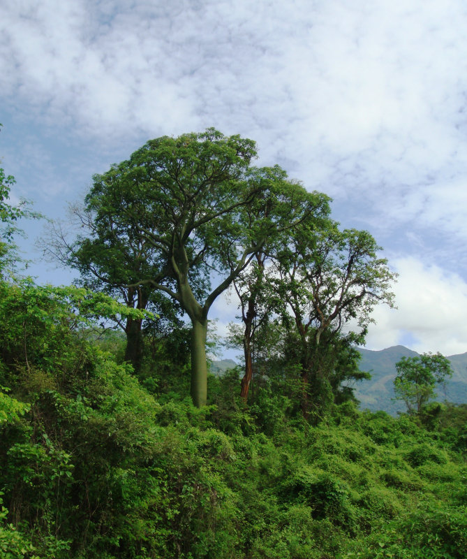  Bombax, Ceiba trichistandra, Jorupe Reserve