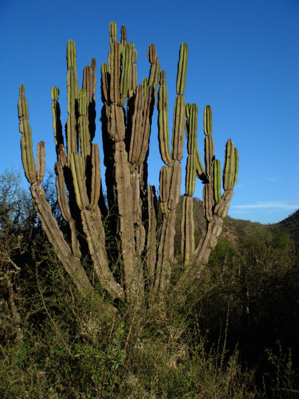 Cactus, Comarapa Area