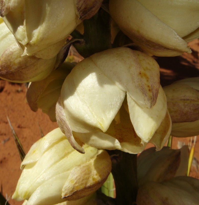 Yucca