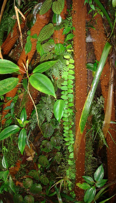 Vines on Walking Palm