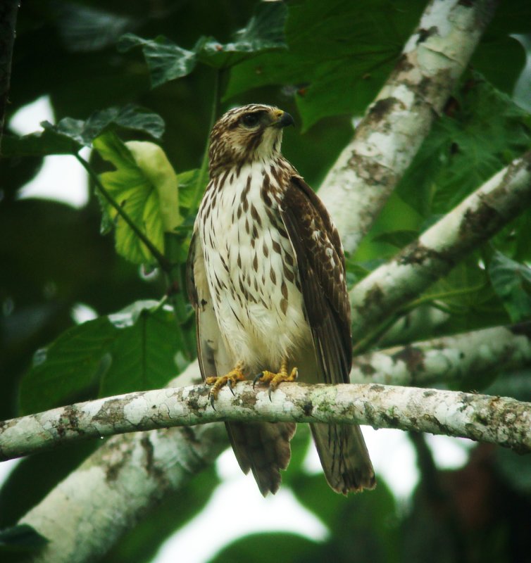 Broad-winged Hawk, Buteo platypterus