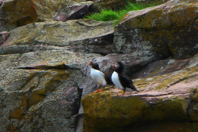 Atlantic Puffins