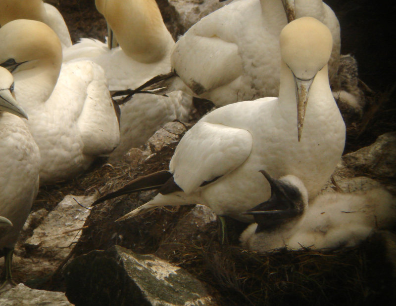 Northern Gannet & chick