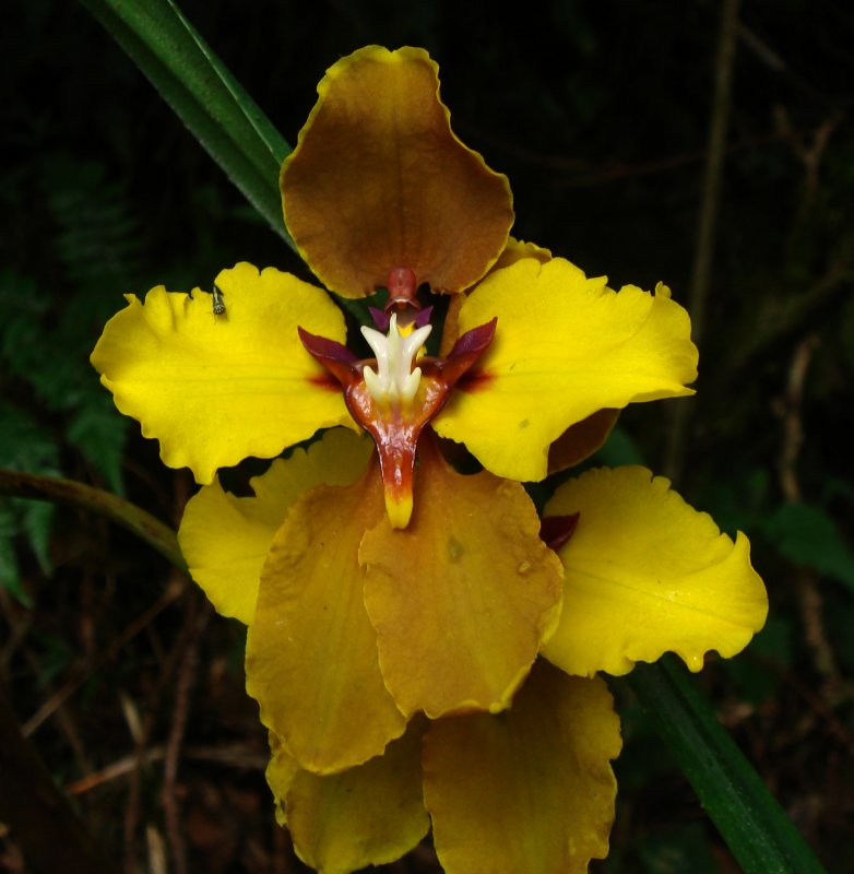 Orchid, Cyrtochilum macranthum