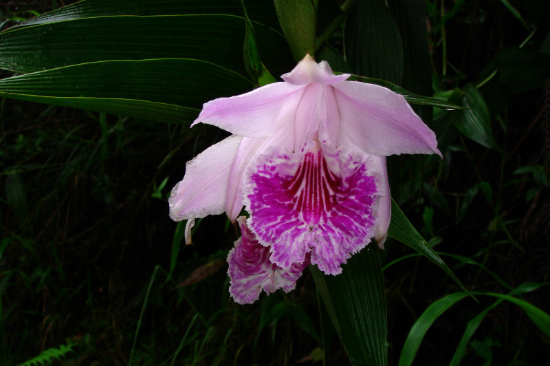 Orchid, Sobralia rosea