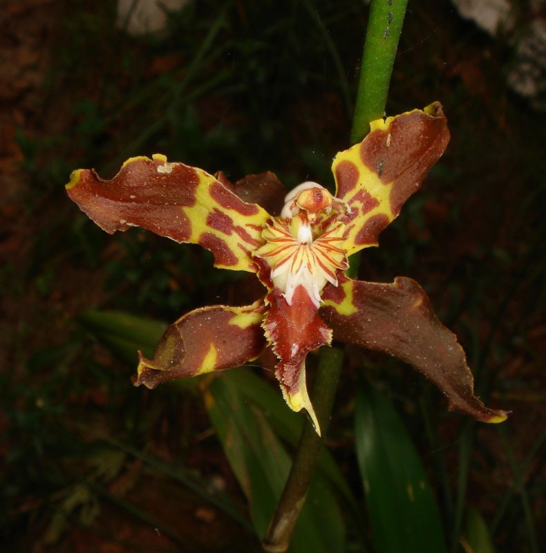Orchid at Guango Lodge