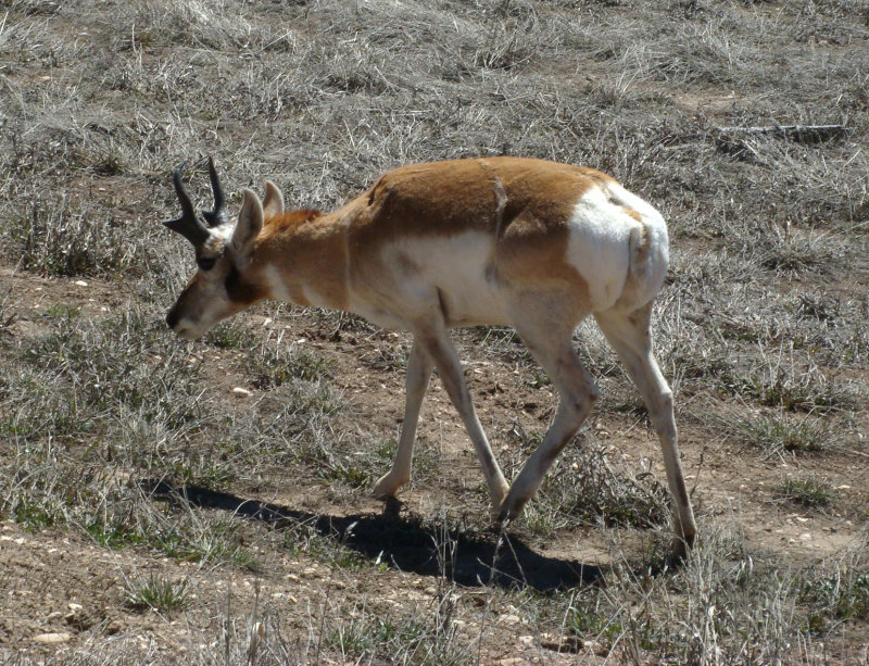 Pronghorn in Bryce NP