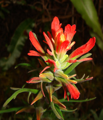 Paintbrush, Castilleja sp.