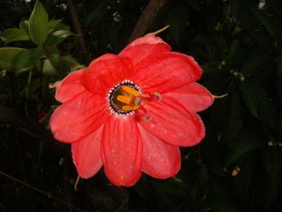 Pasion Flower, Passiflora mixta