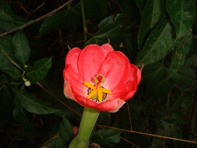 Pasion Flower, Passiflora mixta