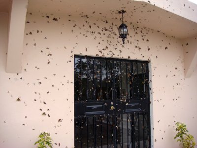 Las Gralarias Front Door with Moths