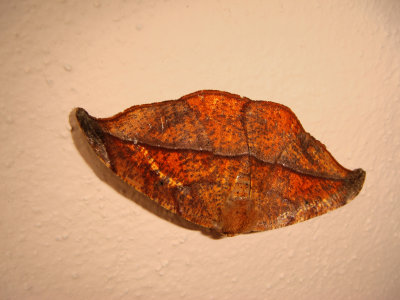 Moth
