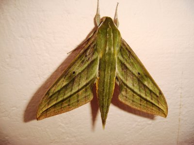 Sphynx Moth