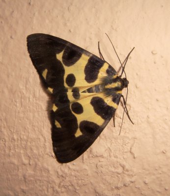 Moth