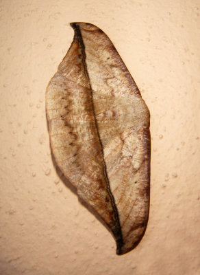 Moth