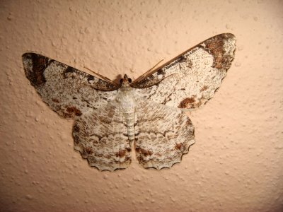 Moth