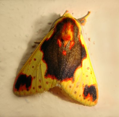 Moth