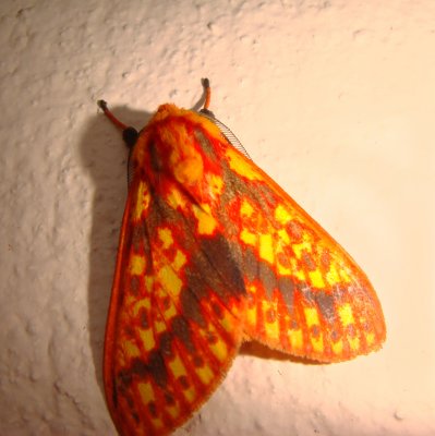 Moth