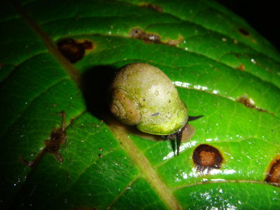 Moths, Insects, Etc...