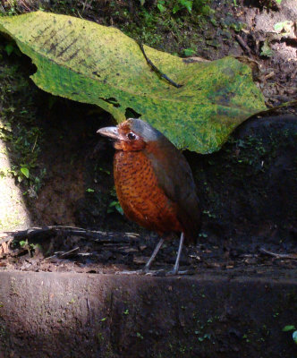 Maria, Giant Antpitta