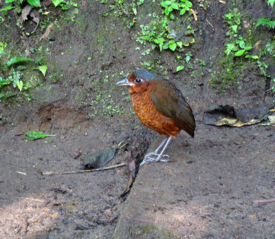 Maria, Giant Antpitta