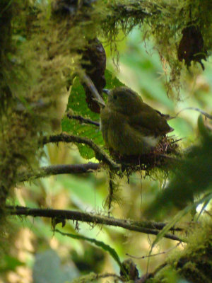 Olivaceous Piha, on nest with Chick