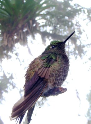 Violet-tailed Sylph, imm