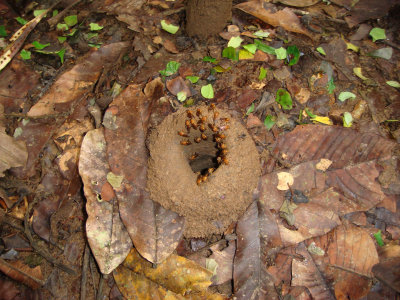 Interlopers in Leaf-cutter Ant Colony