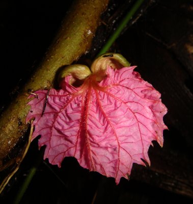  Gossypium, cotton, Malvaceae