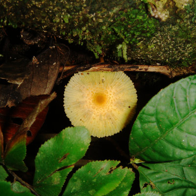 Tiny Mushroom