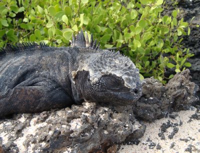 Marine Iguana
