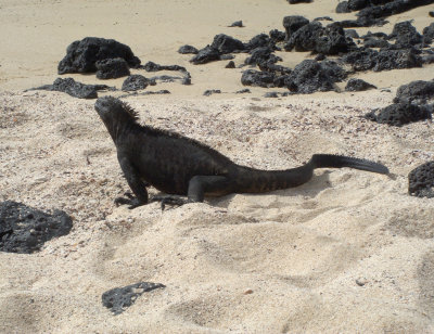 Marine Iguana