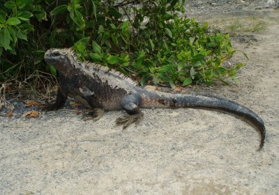 Marine Iguana