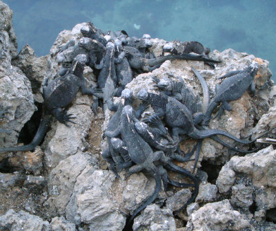 Marine Iguana