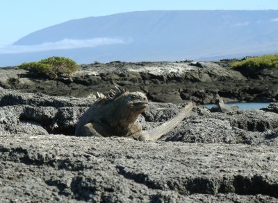 Marine Iguana