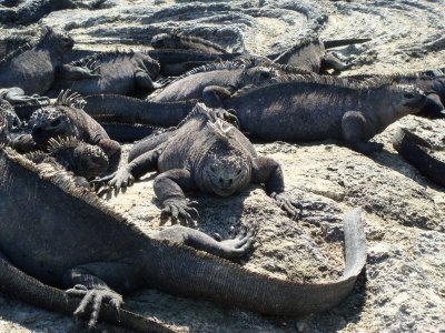 Marine Iguana