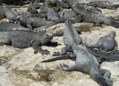 Marine Iguana