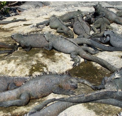 Marine Iguana
