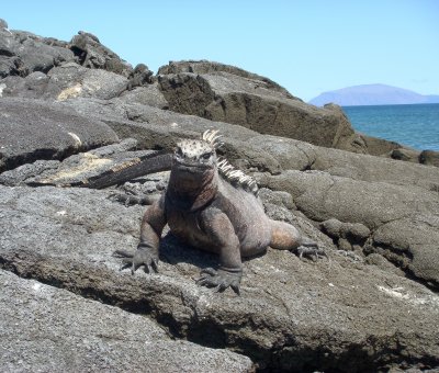 Marine Iguana
