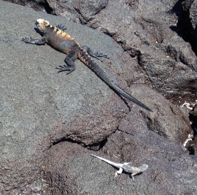 Marine Iguana