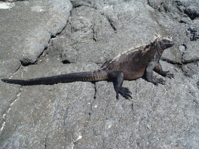 Marine Iguana