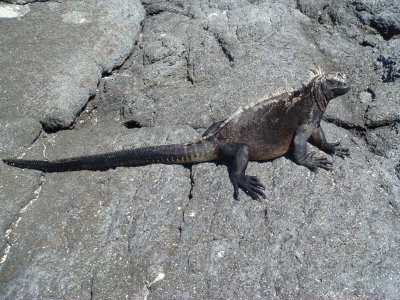 Marine Iguana