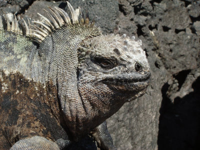 Marine Iguana