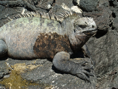 Marine Iguana