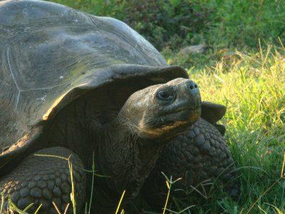 Galapagos Tortoise, Santa Cruz