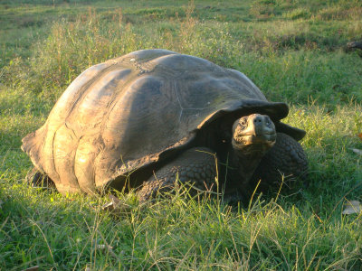 Galapagos Tortoise, Santa Cruz