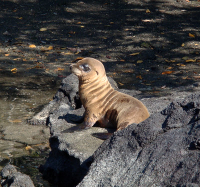 Sea Lion